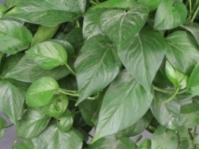 大叶绿萝叶子下垂蔫了怎么办(教你3招解决叶子下垂)