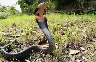 ​中国十大毒蛇——舟山眼镜蛇