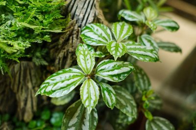 ​冷水花养殖方法和注意事项