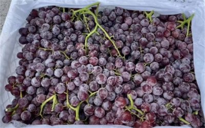 ​新疆玻璃翠有籽吗 新疆玻璃翠葡萄