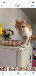 ​这个季节猫掉毛正常吗(猫咪季节性掉毛要多久)