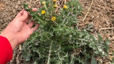 ​紫花苦菜百度百科[苦菜花怎么吃]