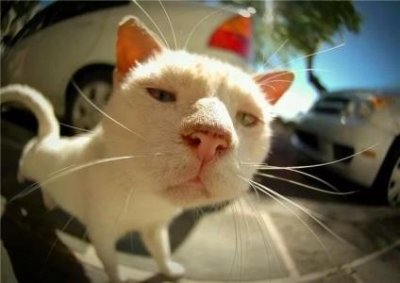 ​猫咪厌食不吃饭，很有可能是生病了，铲屎官要注意 猫咪不想吃猫粮