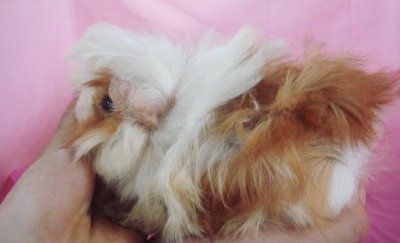 ​长卷毛天竺鼠的简介-长卷毛天竺鼠的饲养环境