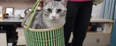 ​家猫叫什么(猫的家叫什么名字)