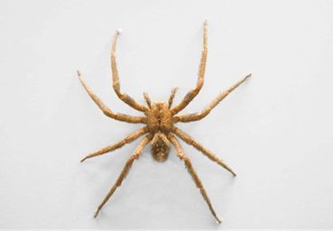 蜘蛛不是昆虫是什么类（一文详解昆虫的基本特征）