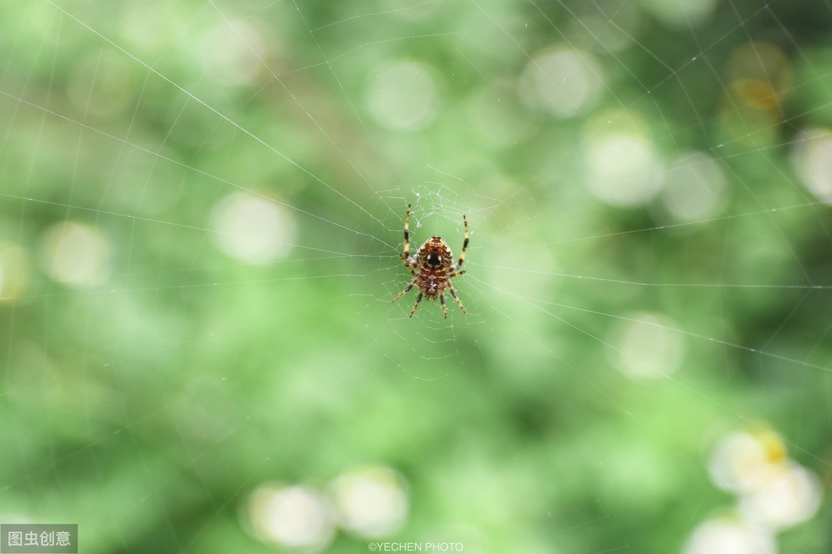 蜘蛛不是昆虫是什么类（一文详解昆虫的基本特征）