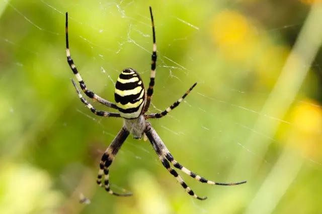 蜘蛛不是昆虫是什么类（一文详解昆虫的基本特征）