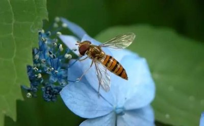 ​蜘蛛不是昆虫是什么类（一文详解昆虫的基本特征）