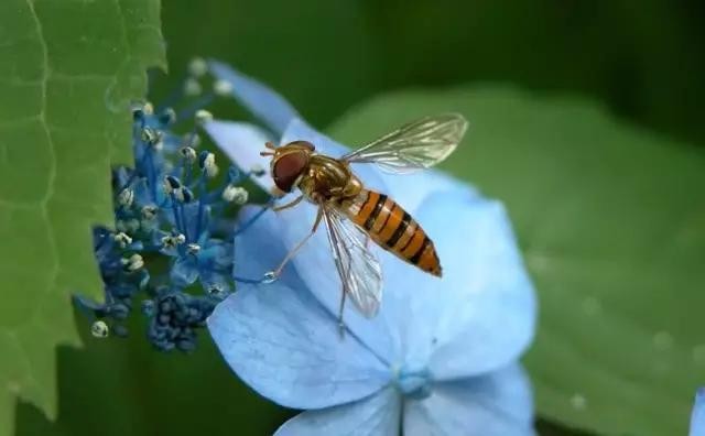 蜘蛛不是昆虫是什么类（一文详解昆虫的基本特征）