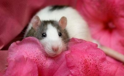 ​花枝鼠吃什么主食（花枝鼠吃什么粮食好）