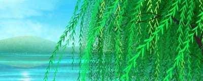 ​柳树的作用有哪些