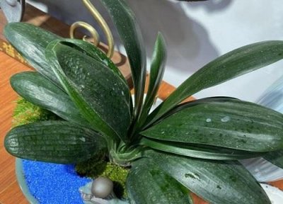 ​君子兰花苞被夹住长不出怎么办