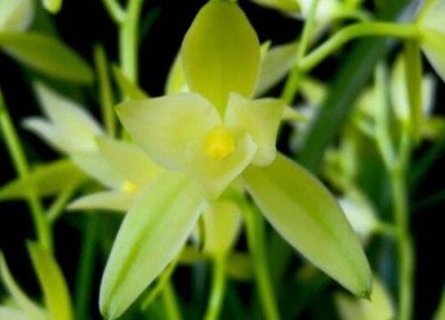 ​兰花叶子发黄干枯是什么原因