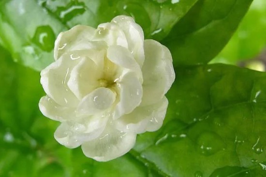 茉莉花叶子发黄怎么补救(图2)