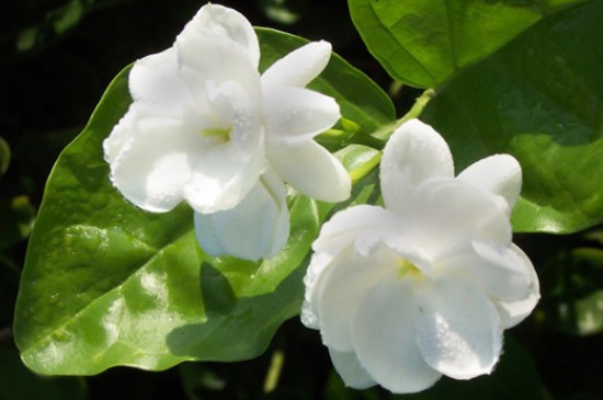 茉莉花叶子发黄怎么补救(图3)