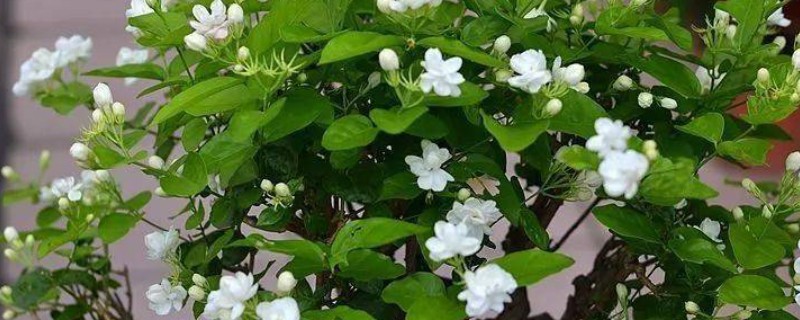 茉莉花叶子发黄怎么补救(图1)