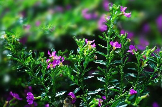 满天星枯萎了怎么救活(图)(图3)