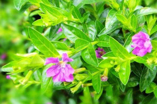 满天星枯萎了怎么救活(图)(图2)