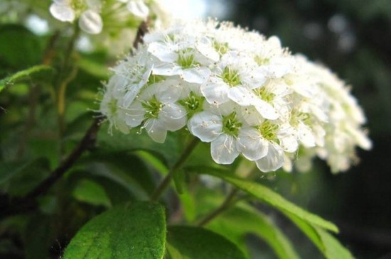 满天星枯萎了怎么救活(图)(图4)