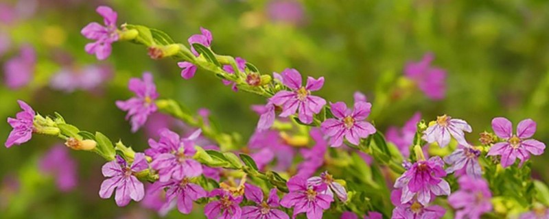 满天星枯萎了怎么救活(图)(图1)