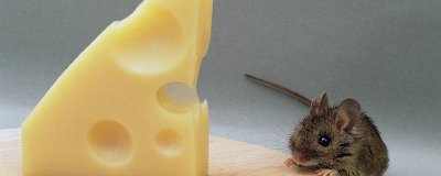 ​厨房有老鼠放怎么处理最有效 厨房有老鼠如何去除小妙招