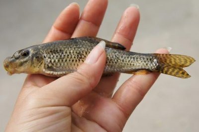 ​花鳅鱼喜欢吃什么（另外一种超美味的小河鱼）