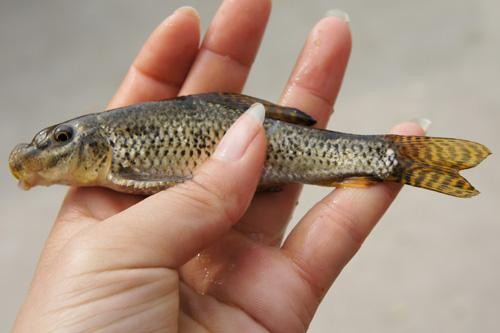花鳅鱼喜欢吃什么(另外一种超美味的小河鱼)(1)