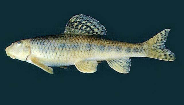 花鳅鱼喜欢吃什么(另外一种超美味的小河鱼)(4)