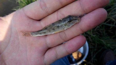 花鳅鱼喜欢吃什么(另外一种超美味的小河鱼)(3)