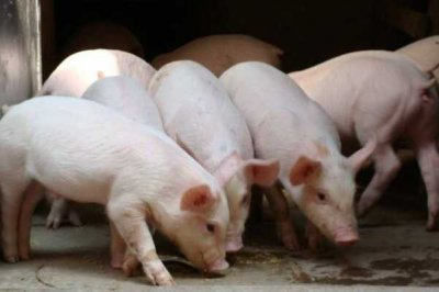 ​猪的智商有多高?10万动物中排第十，嗅觉灵敏(记忆力强)