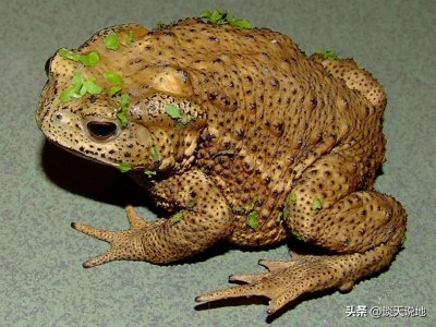 ​毒性大到致人死亡！广东男子误食蟾蜍丧命，牛蛙还能吃吗？