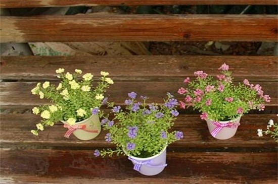 满天星冬季浇花的时间，10～12天午时浇一次水（图）(图1)