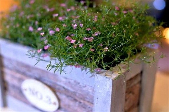 满天星冬季浇花的时间，10～12天午时浇一次水（图）(图2)