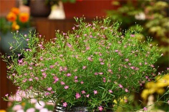 满天星冬季浇花的时间，10～12天午时浇一次水（图）(图4)