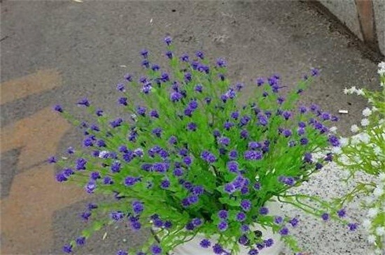 满天星冬季浇花的时间，10～12天午时浇一次水（图）(图3)