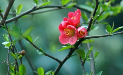 ​又到海棠花开时节，10首诗词，带你看尽海棠花下的那些悲欢离合