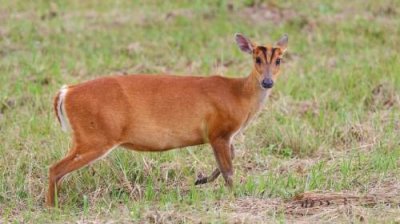 ​黄麂子是几级保护动物（黄麂子属于国家几级保护动物）