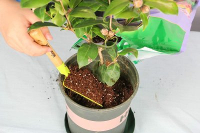 ​山茶花是什么季节开的，山茶花是哪个市市花