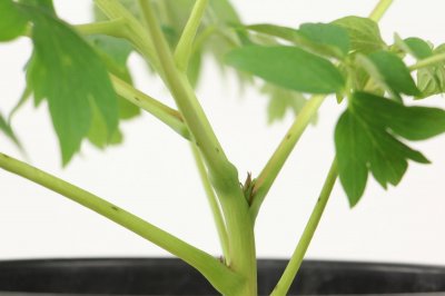 ​牡丹花怎样种植及施肥