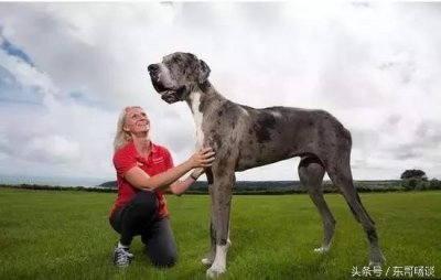​世界上最大的狗都在这里了，大开眼界！