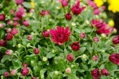 ​临夏适合养什么花，市花和市树是什么