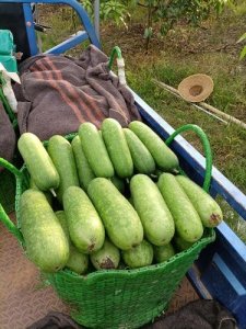 ​节瓜是什么蔬菜（节瓜简单介绍）