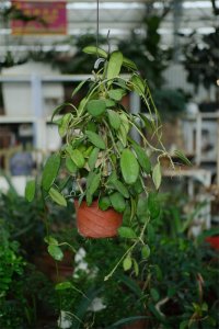 ​球兰冬季怎么养