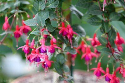 ​灯笼花怎么养？灯笼花的养护方法介绍来了