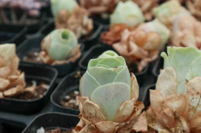 ​怎么让山地玫瑰苏醒，苏醒后怎么养