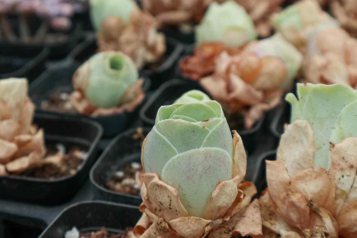 山地玫瑰 山地玫瑰