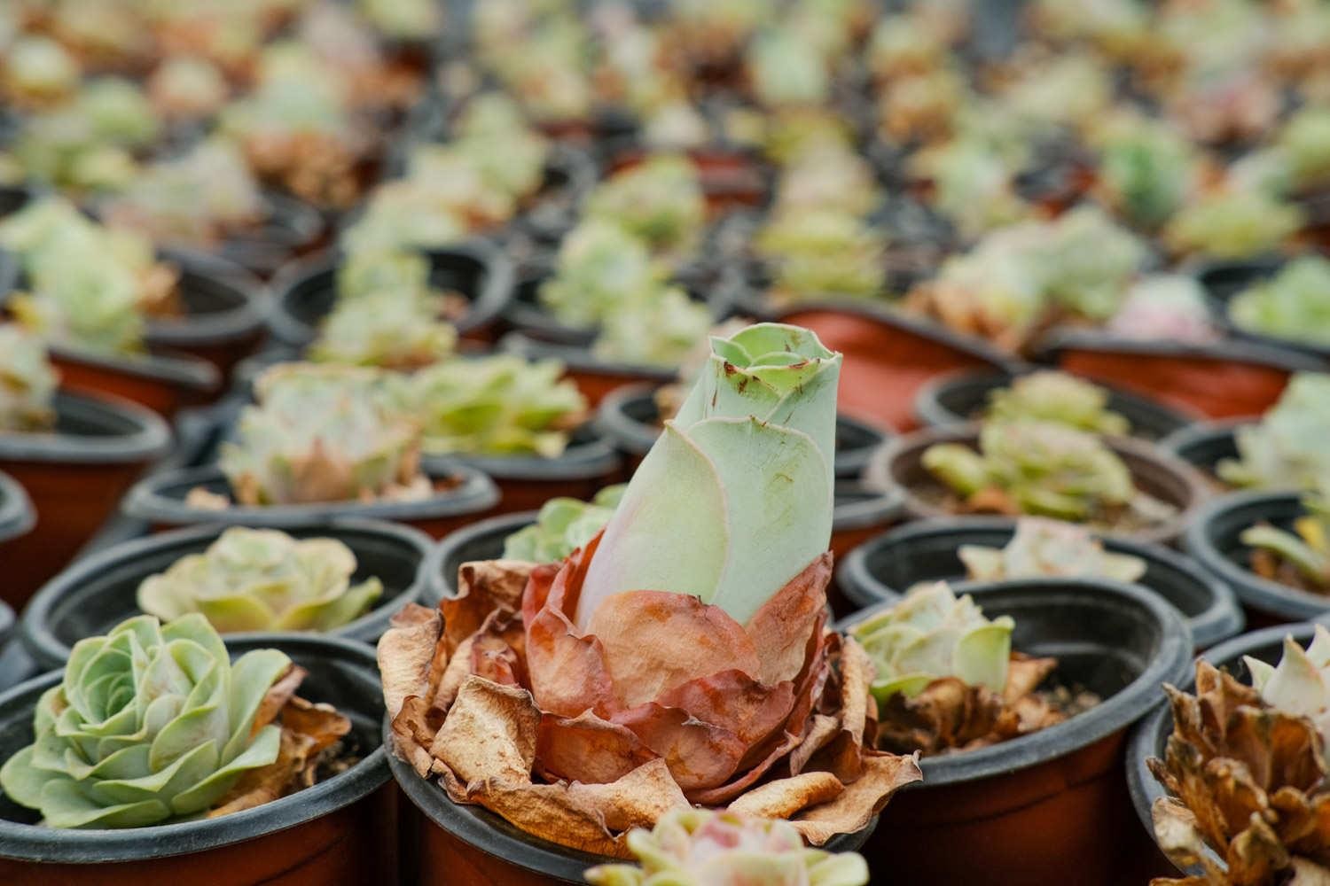 山地玫瑰 山地玫瑰