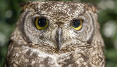 ​猫头鹰的生活习性