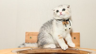 ​猫是不是啮齿类动物